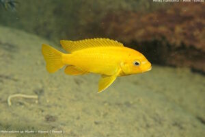 Metriaclima sp. 'msobo' Ngwasi